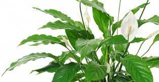 Posizionare le piante comunque nei punti della casa che ricevono più luce, dare pochissima acqua, nutrire il terreno in primavera con concimazioni e nuovo substrato. Piante Da Appartamento Come Sceglierle E Prendersene Cura