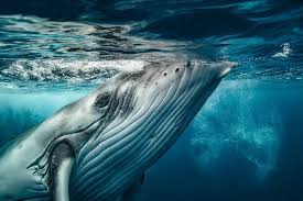 Today S Best Photos National Geographic Whale Humpback Whale Ocean Animals