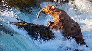 See tripadvisor's 35,990 traveller reviews and photos of skagway tourist attractions. Alaska In September Natural World Safaris