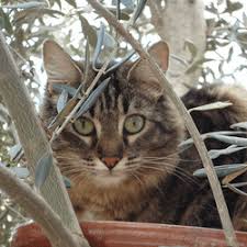 Le Chat Et Les Odeurs Le Pouvoir Euphorisant De L Olivier Comprendre Son Chat Wamiz