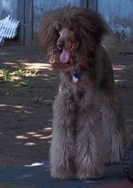 Standard Poodle With Shaved Body And Long Top Knot Google Search Poodle Dog Poodle Poodle Grooming