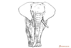 Until now there are 3 types of elephants can be seen that the african bush elephant, african forest elephant and the asian elephant. Realistic Elephant Coloring Pages Novocom Top