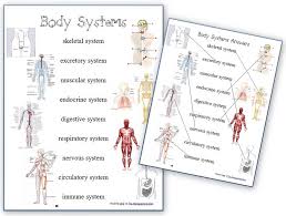 Human body reading comprehension worksheets really are a fun and useful way to greatly help students understand the anatomy of the body. Quotes About Body Systems 51 Quotes