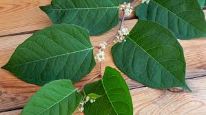 Hebben ze bonte bentheimers ingezet om duizendknoop te bestrijden. Woekerende Japanse Duizendknoop Nog Vaak Te Koop Bij Bloemist Radar Het Consumentenprogramma Van Avrotros