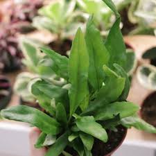 Image result for Microsorum scolopendria