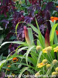 A google ingyenes szolgáltatása azonnal lefordítja a szavakat, kifejezéseket és weboldalakat a magyar és több mint 100 további nyelv kombinációjában. Hayefield