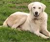 Akbash Dog - PetGuide