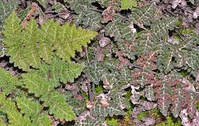 Image result for Cheilanthes involuta