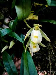 Image result for Synaptolepis oliveriana