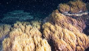 When corals are stressed by changes in conditions such as temperature, light, or nutrients, they expel the symbiotic algae living in their tissues, causing them to turn completely white. Ø¨Ø¯Ø¡ Ù…ÙˆØ³Ù… ØªÙƒØ§Ø«Ø± Ø§Ù„Ù…Ø±Ø¬Ø§Ù† ÙÙŠ Ø§Ù„Ø­Ø§Ø¬Ø² Ø§Ù„Ù…Ø±Ø¬Ø§Ù†ÙŠ Ø§Ù„ÙƒØ¨ÙŠØ± Ø¨Ø£Ø³ØªØ±Ø§Ù„ÙŠØ§
