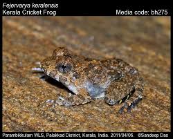 Image result for Cribbia brachyceras