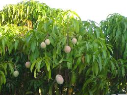 The fruit size is only marginally smaller and perfect for little ones. Plant Nursery Plant Supply Service