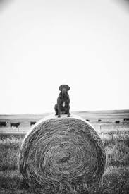 Accesorios Para Tus Mascotas Soloencostco Mascotas Pinterest