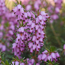 نتیجه جستجوی لغت [heather] در گوگل