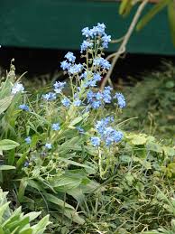 Image result for Cynoglossum coeruleum