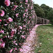 Most of these are the smaller leafed sasanqua types. 10 Camellia Screens And Hedges Ideas Hedges Camellia Plants