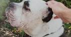 Photo Vaucluse. Un mois aprs avoir adopt un American Bully son ...