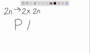 Explore what occurs in each phase of this cell division process. Solved How Do Telophase I And Telophase Ii Differ During Meiosis In Animal Cells A Cells Remain Diploid At The End Of