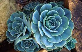 玉蝶 学名 来自mr桃子的图片分享 堆糖 succulents planting succulents echeveria
