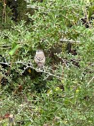 Image result for Lecaniodiscus fraxinifolius