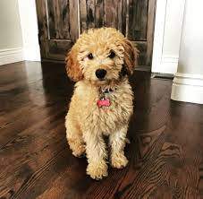 Pin By Tami Allred Talbot On Timbercreekdoodles Goldendoodle Puppy For Sale Goldendoodle Puppy Mini Goldendoodle Puppies
