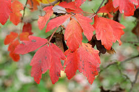 The paperbark maple is botanically called acer griseum. Autumn Paperbark Maple Leaves In Autumn Acer Griseum Jpg01b Plants Plant Wall Acer