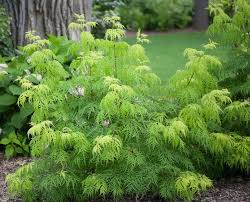 Item #139500 $57.99 $57.99 each; Elderberry Planting Growing And Caring For Elderberry Plants Garden Design