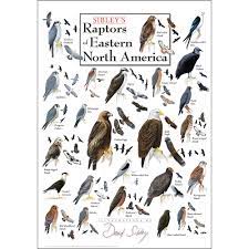 We did not find results for: Sibley S Raptors Of Eastern North America Poster