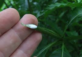 Image result for Rauvolfia vomitoria