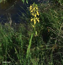 Image result for Eulophia angolensis
