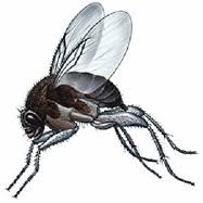 get rid of phorid flies