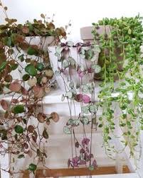 Check spelling or type a new query. String Of Hearts Rosary Vine