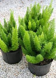 Plant From Asparagus Densiflorus Foxtail Fern Myersii A Evergreen Clumping Plant With Green Needle Like Leaves Drought R Plants Planting Flowers Foxtail Fern