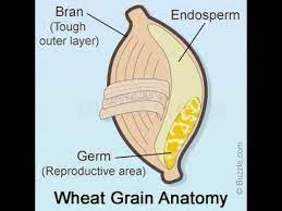 What Is The Difference Between Wheat Germ And Wheat Bran Youtube