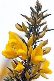 Pin On Belles Fleurs