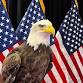  Meet America’s Most Majestic Guest — LIVE at event image