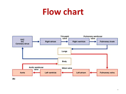 Blood Circulation In Heart Flowchart Flowchart In Word