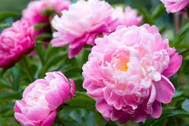 Maybe you would like to learn more about one of these? Peony Care After Blooming Discover The Best Way To Get More Flowers The Practical Planter