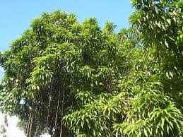 In english speaking parts of the tropics it is also known as yellow sapote. Characteristics And Care Of The Canistel Gardening On