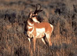 When Big Game Tags Go Unclaimed Antelope Hunting Animals Big Deer