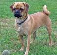 Puggle (Pug and Beagle Mix) Info, Temperament, Puppies ...