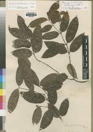 Image result for Landolphia camptoloba