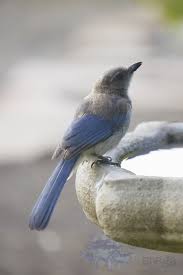 Birds Outside My Window Pin On Outside