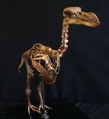 The First 3 D Atlas Of The Extinct Dodo Extinction Dodo Animal Study