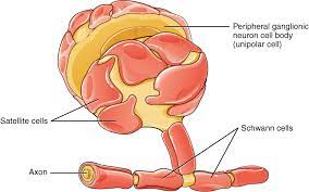 Schwann Cell Wikipedia