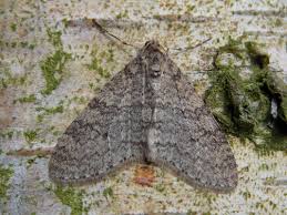 Image result for Trichopteryx