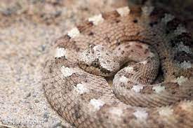 Sidewinder Rattlesnake Crotalus Cerastes Rattlesnake Reptiles Snake