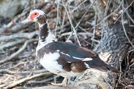 Muscovy Duck Eggs Facts Care Guide And More