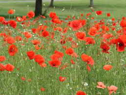 Die gärtnerin experimentiert und siehe da: Mohn Pflanzen Pflegen Und Ernten Mein Schoner Garten