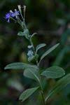 Image result for Vernonia glabra
